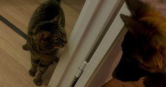 dusan pet sitter à VAUJOURS 93410_5