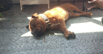 melanie pet sitter à VILLECRESNES 94440_2