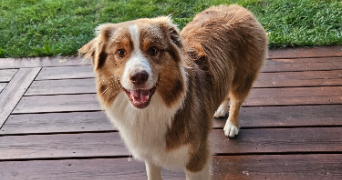 stéphanie pet sitter à LA GARDE 83130_5