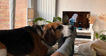 théo pet sitter à MARCQ EN BAROEUL 59700_2