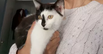 cindy pet sitter à ST GERMAIN DES PRES 49170