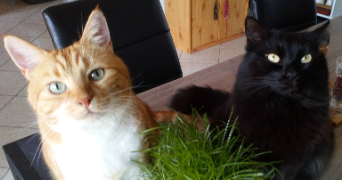 julia pet sitter à DIGNE LES BAINS 04000_1