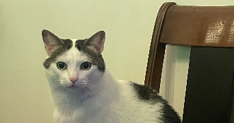 dorothée pet sitter à TOULOUSE 31400_0
