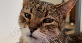 maéva pet sitter à PLAN DE CUQUES 13380_0