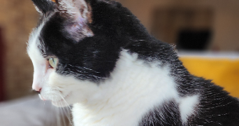 ingrid cat sitter à BONSECOURS 76240_1