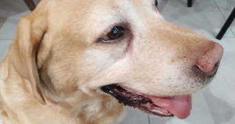 lou pet sitter à PARIS 20 75020_2
