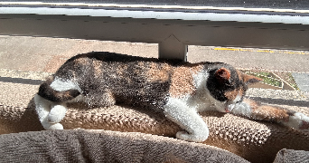 manon pet sitter à HAZEBROUCK 59190_3