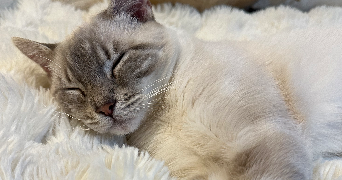 chloé pet sitter à LILLE 59000_2
