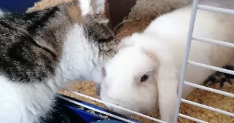 tiffany pet sitter à GUILERS 29820