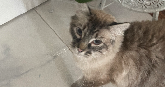 angela pet sitter à JOINVILLE LE PONT 94340_3