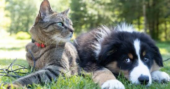 abdenour pet sitter à DUNKERQUE 59140_1