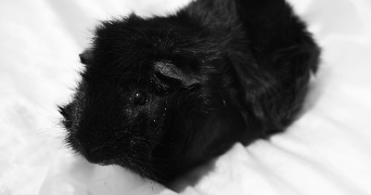 océane pet sitter à TOULOUSE 31400_6