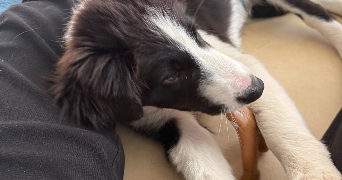 maewenn pet sitter à NANTES 44000_1