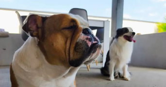 tony pet sitter à VILLEMADE 82130_7