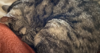 marie pet sitter à BAGNEUX 92220_1