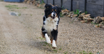 marlene pet sitter à AUNEAU BLEURY ST SYMPHORIEN 28700_64