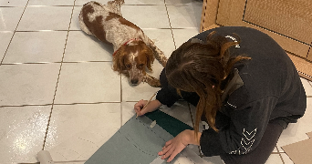 marie pet sitter à DARNETAL 76160_1