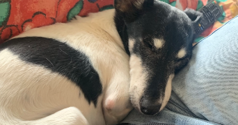 loula pet sitter à VICHY 03200_0