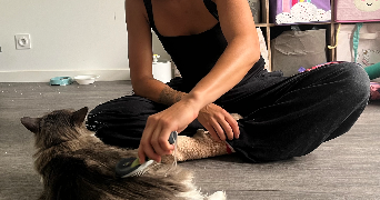 berenice pet sitter à MELESSE 35520_8