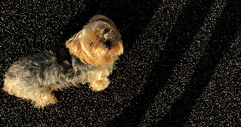 gladys pet sitter à LANESTER 56600_1