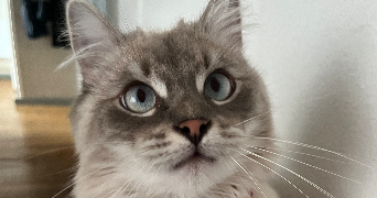 ilona pet sitter à Caen 14000_1