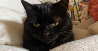 julie pet sitter à Toulouse 31000_3