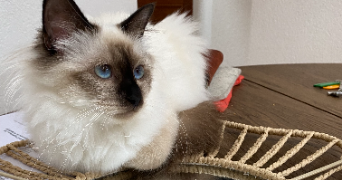 tanita pet sitter à CESSEY 25440_5