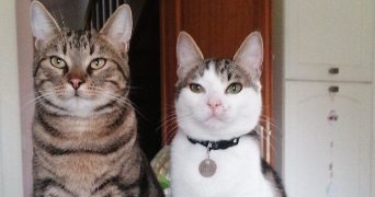 elise pet sitter à ALIZAY 27460_3