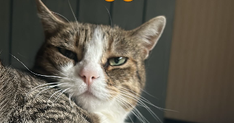 matteo pet sitter à CALENZANA 20214_0