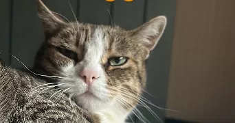 matteo pet sitter à CALENZANA 20214