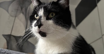 maylis pet sitter à MONTLOUIS SUR LOIRE 37270_4