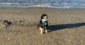 hugo pet sitter à VAUX EN BEAUJOLAIS 69460_0