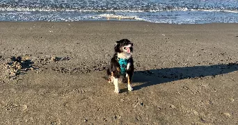 hugo pet sitter à VAUX EN BEAUJOLAIS 69460