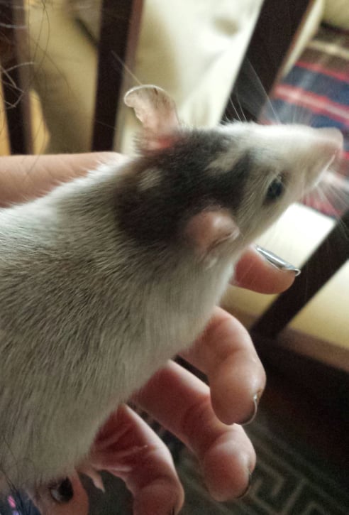 marie pet sitter à Chaingy 45380_2