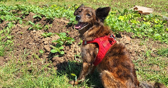 laura pet sitter à DRANCY 93700_1