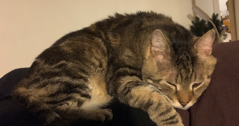 noemie pet sitter à BOULOGNE BILLANCOURT 92100_2