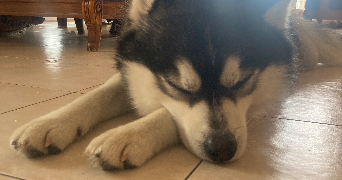 Yémisi pet sitter à AUBERVILLIERS 93300_1