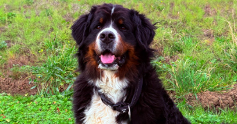 joy pet sitter à FLASTROFF 57320_8
