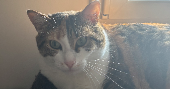 lalie pet sitter à STE MARIE AUX CHENES 57255_5