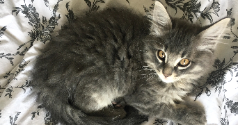 claire pet sitter à ST MARTIN DE CRAU 13310_3