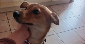 cindy pet sitter à PERPIGNAN 66000_7