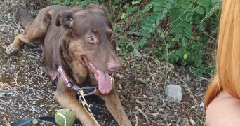 laura pet sitter à ALGRANGE 57440_2