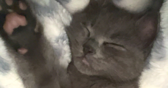 céline pet sitter à GUYANCOURT 78280_3
