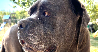 agnès dog sitter à LISLE SUR TARN 81310_5