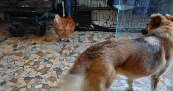 lisa pet sitter à Nevers 58000_1