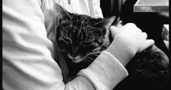 noor pet sitter à VILLEMOMBLE 93250_1