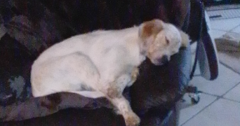 gisele dog sitter à GENTE 16130_7