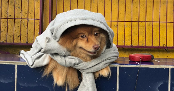 grégory pet sitter à IVRY SUR SEINE 94200_2