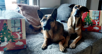 mattias pet sitter à LIBERCOURT 62820_2