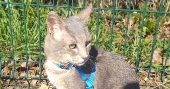 romane pet sitter à POITIERS 86000_0
